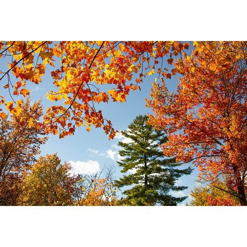 Jones, Allison 아티스트의 USA-Vermont-Fall foliage in Morrisville on Jopson Lane작품입니다.